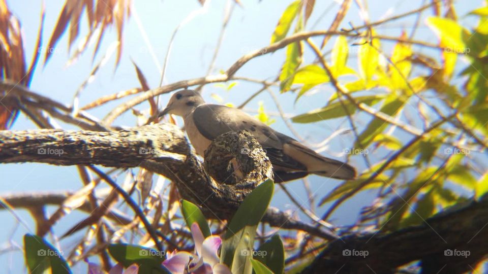 passaro do cotidiano