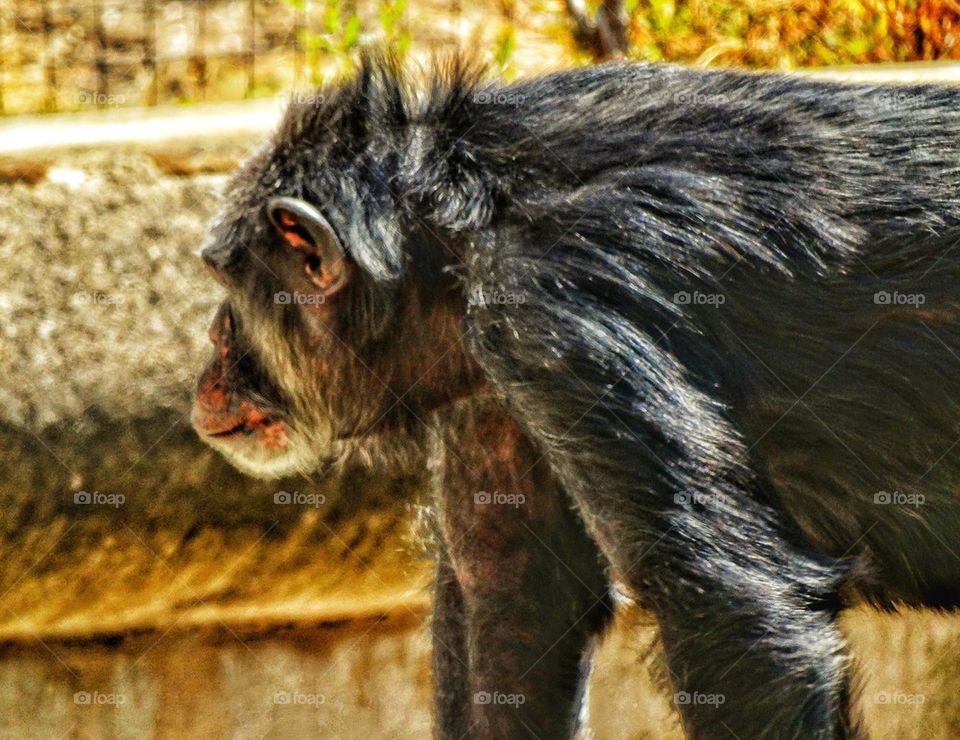 Male Chimpanzee