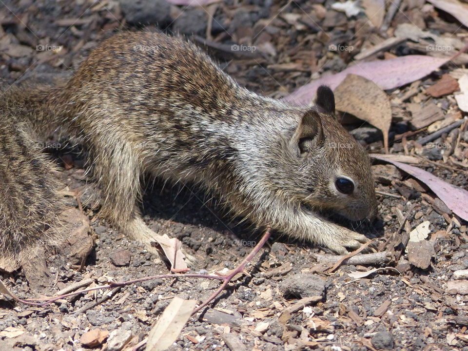 Ground squirrel in forest 