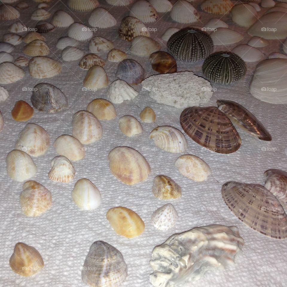 Seashells 