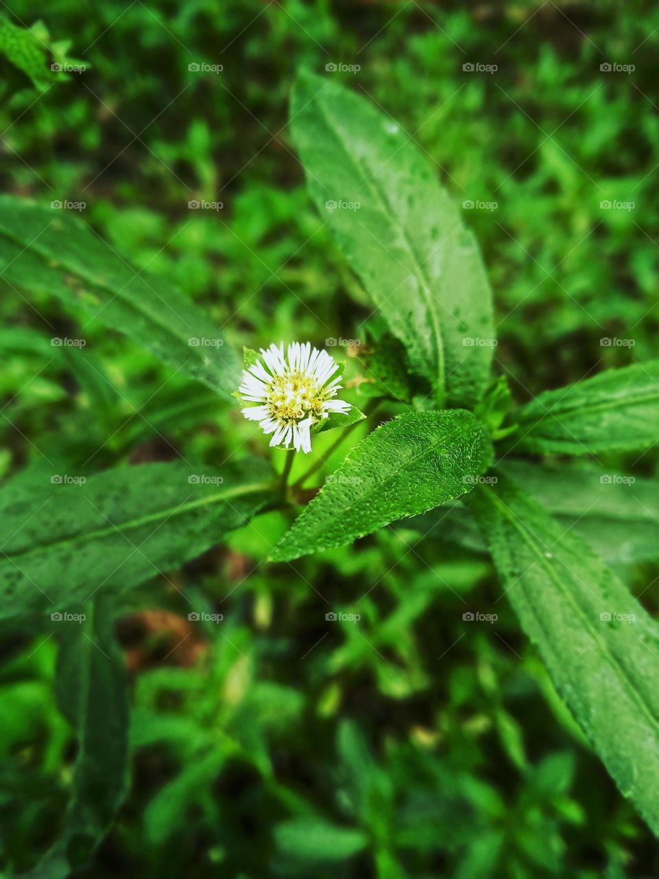 keekirindiya flower  in our garden