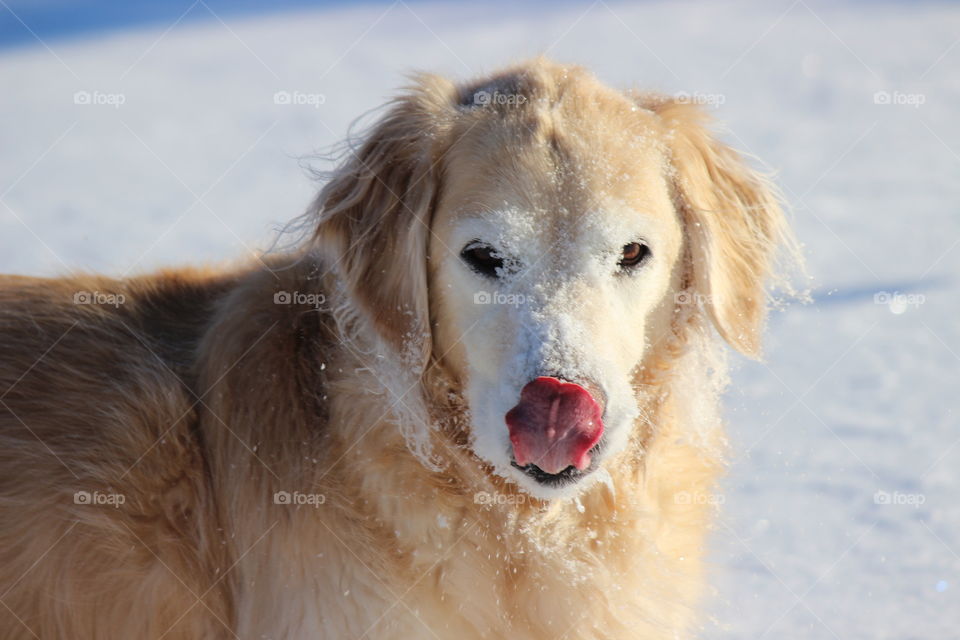 mt golden retriever Kaci with her snowy face, tastes so good
