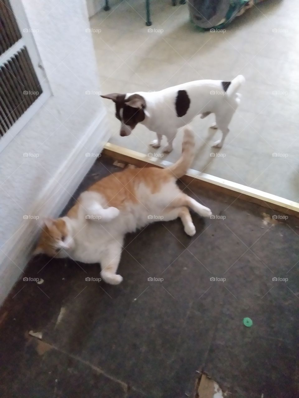 play time for these two, I wish you to would give me some of that energy. best friends.