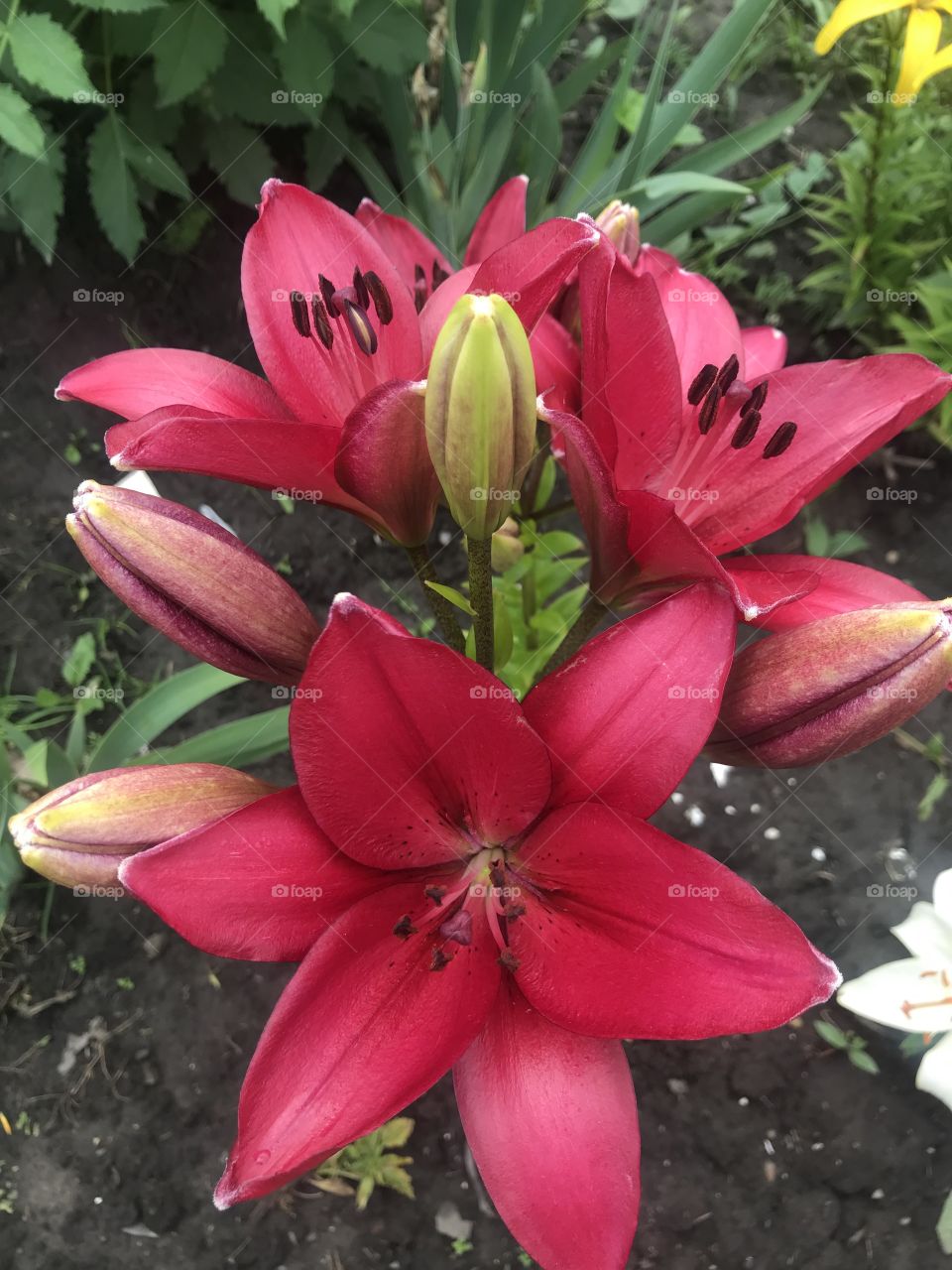Bulbous plant - lily. Flower in the garden. Blooming lily bud.