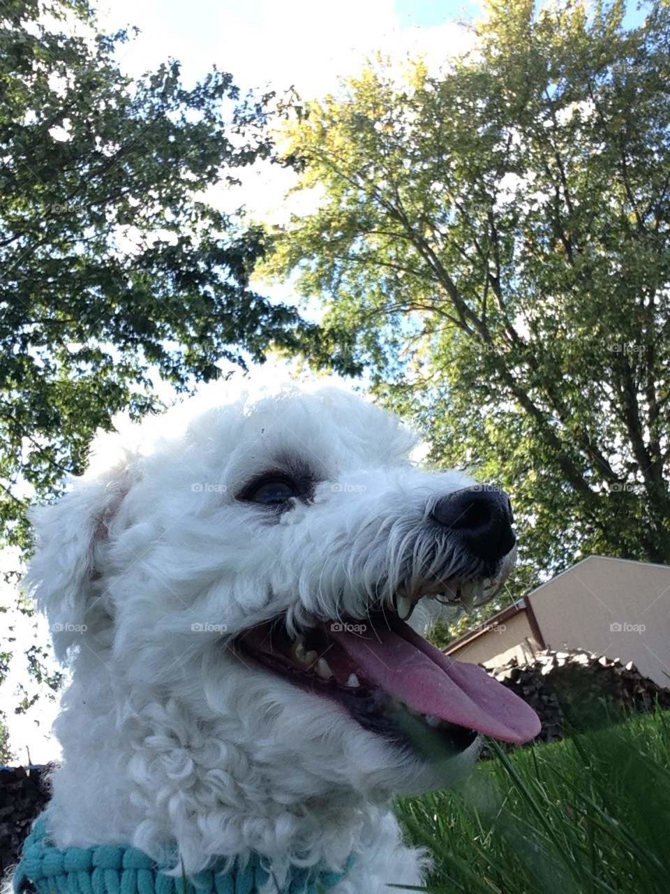 Ground level view of a Maltese laying in the grass.