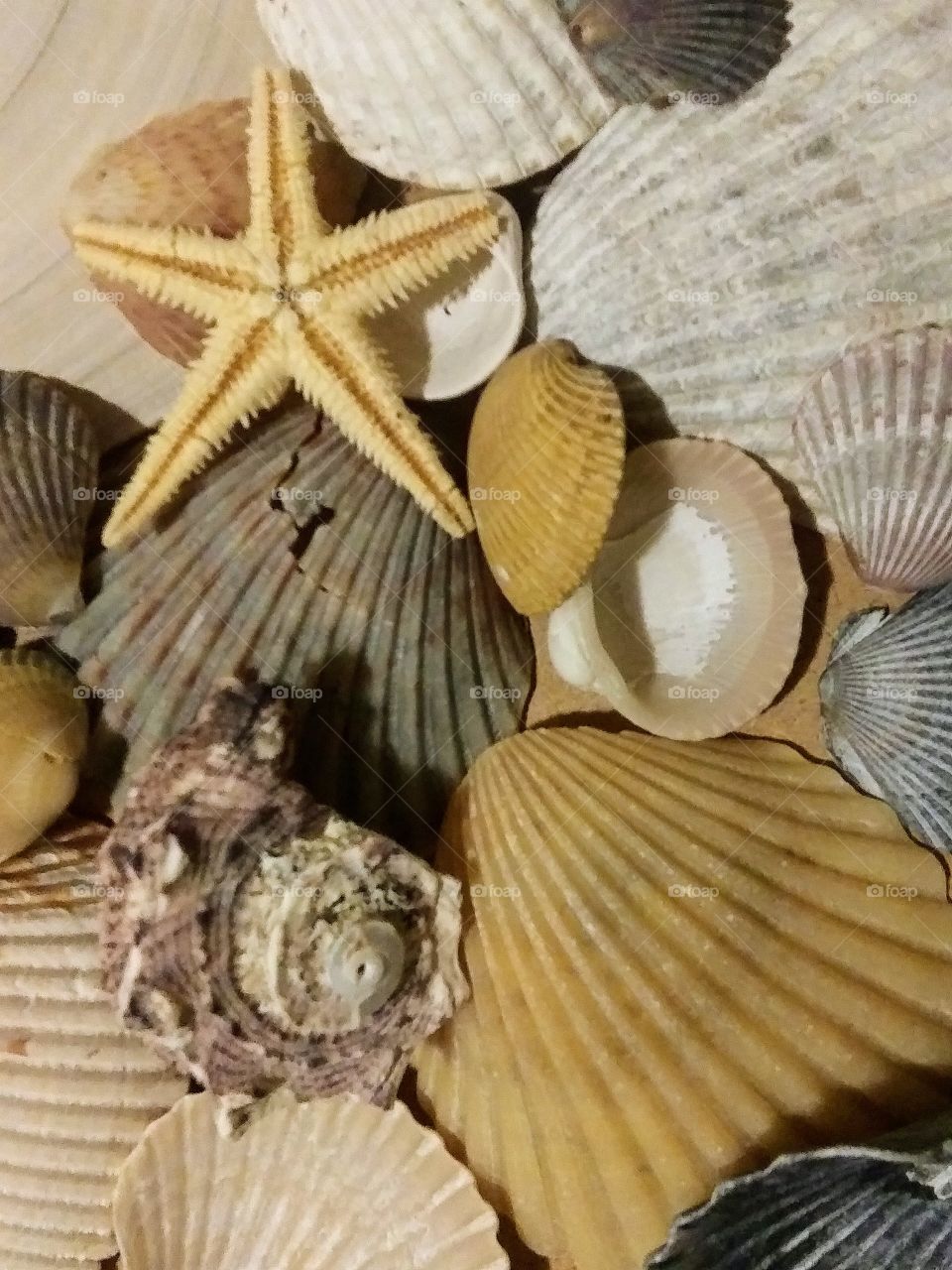 treasures of the beach