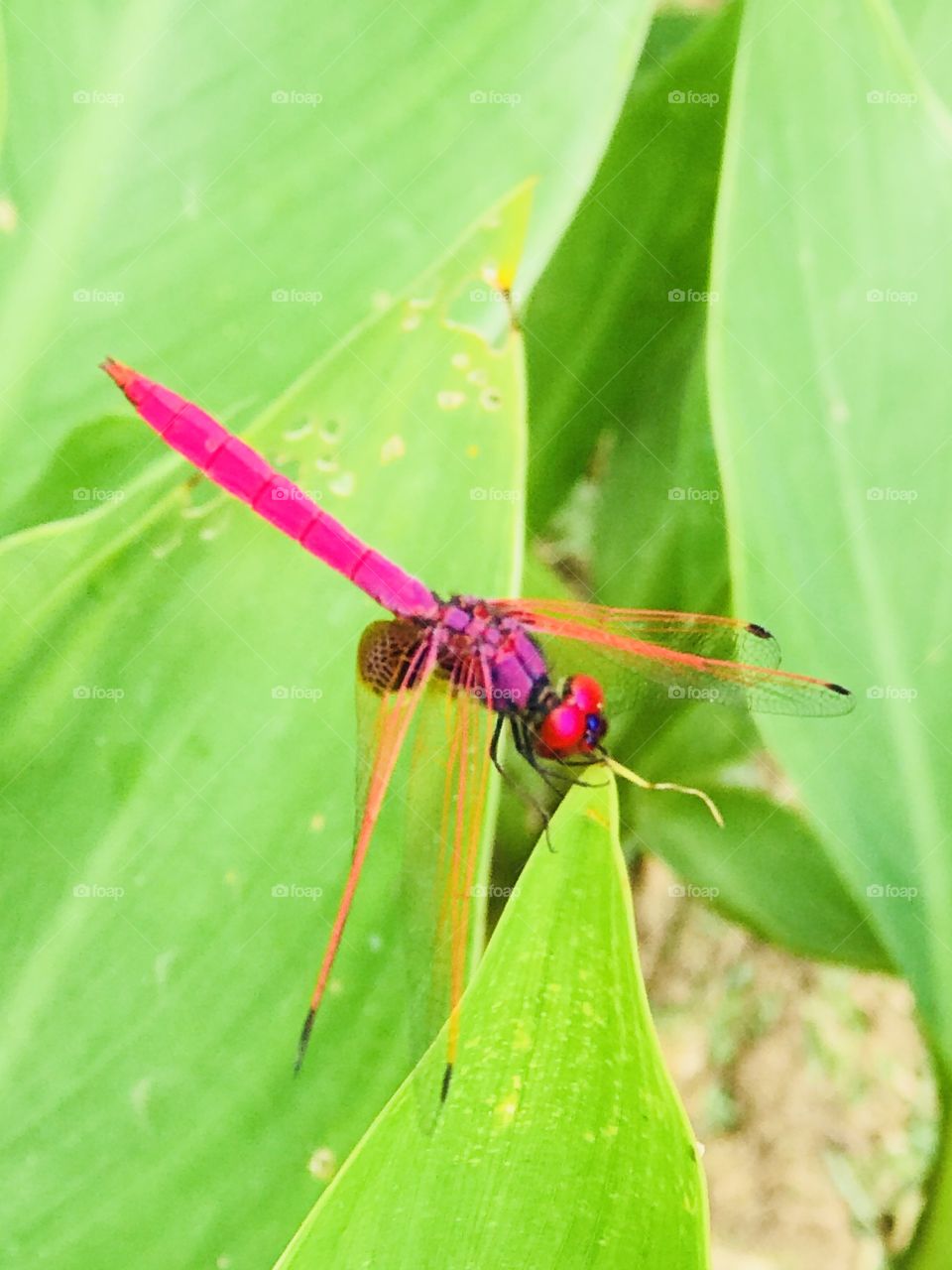 Pink colour resting dragonfly 