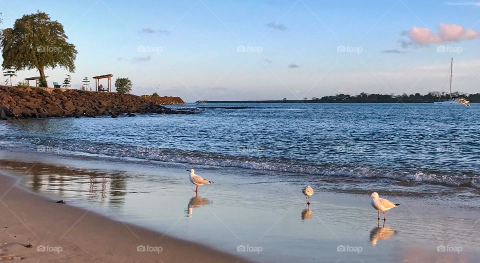 Seagulls on beach