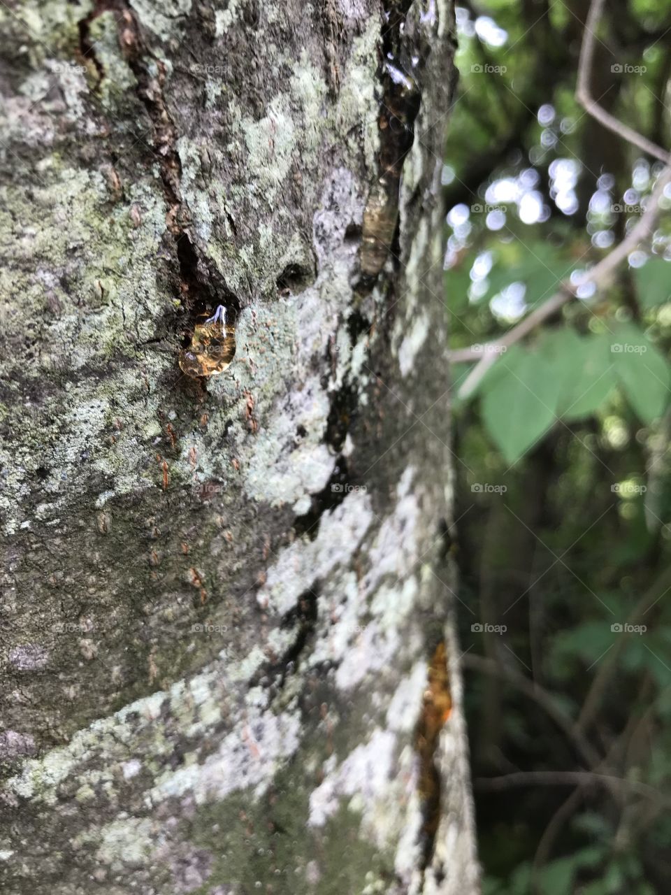 Sap running down a tree