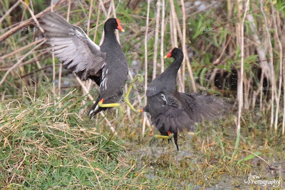 Common Gallinules