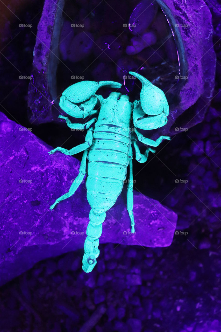 Fluorescing scorpion under ultraviolet light