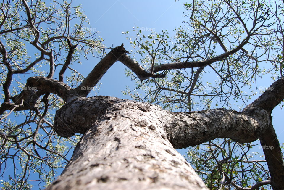 Tree, Nature, Wood, Branch, Trunk