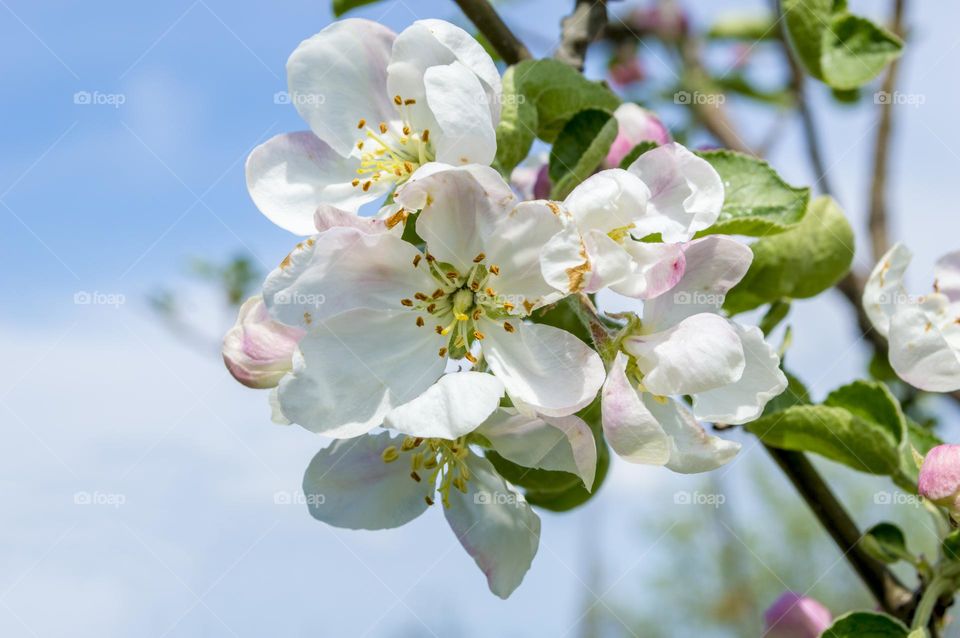 Spring colors. (Apple tree)