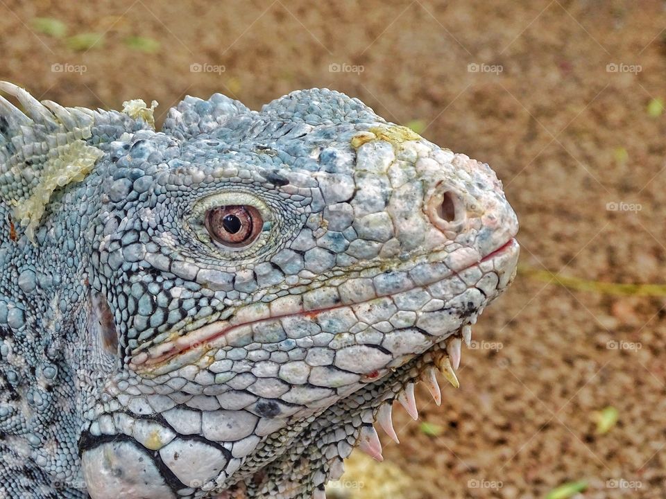 Iguana