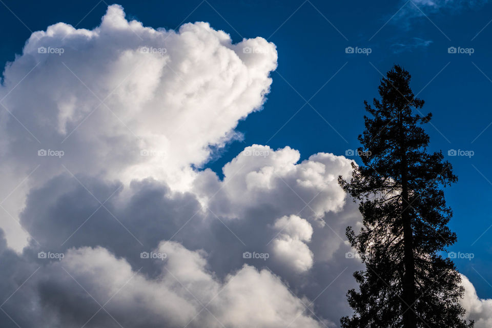 View of tree against cloudy sky