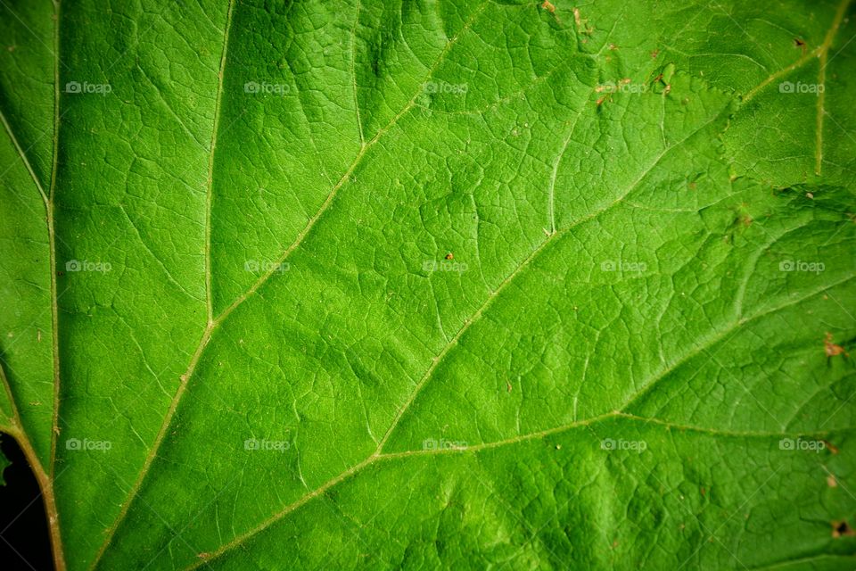 Green leaf