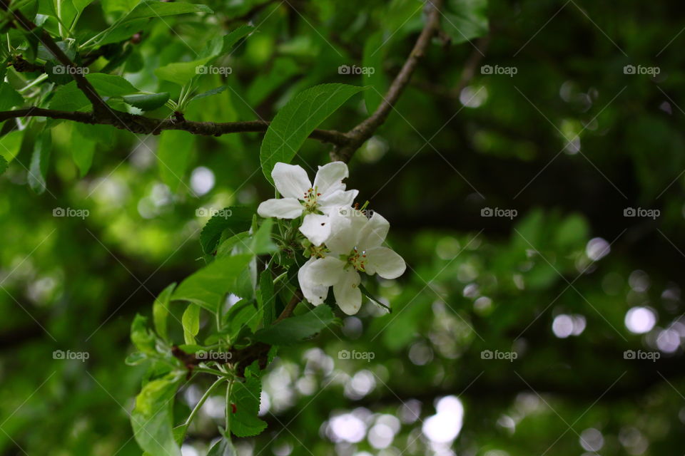 Weiße Blüte am Baum
