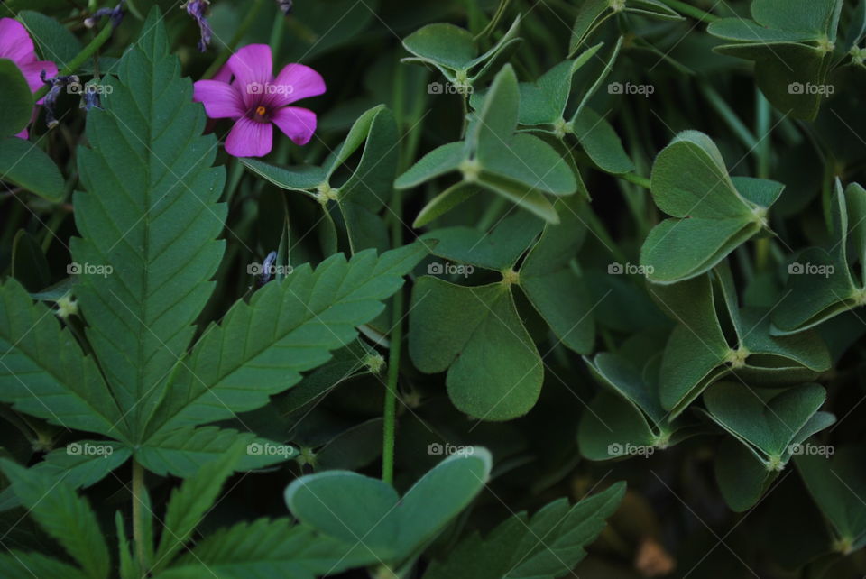 Canabis between flowers
