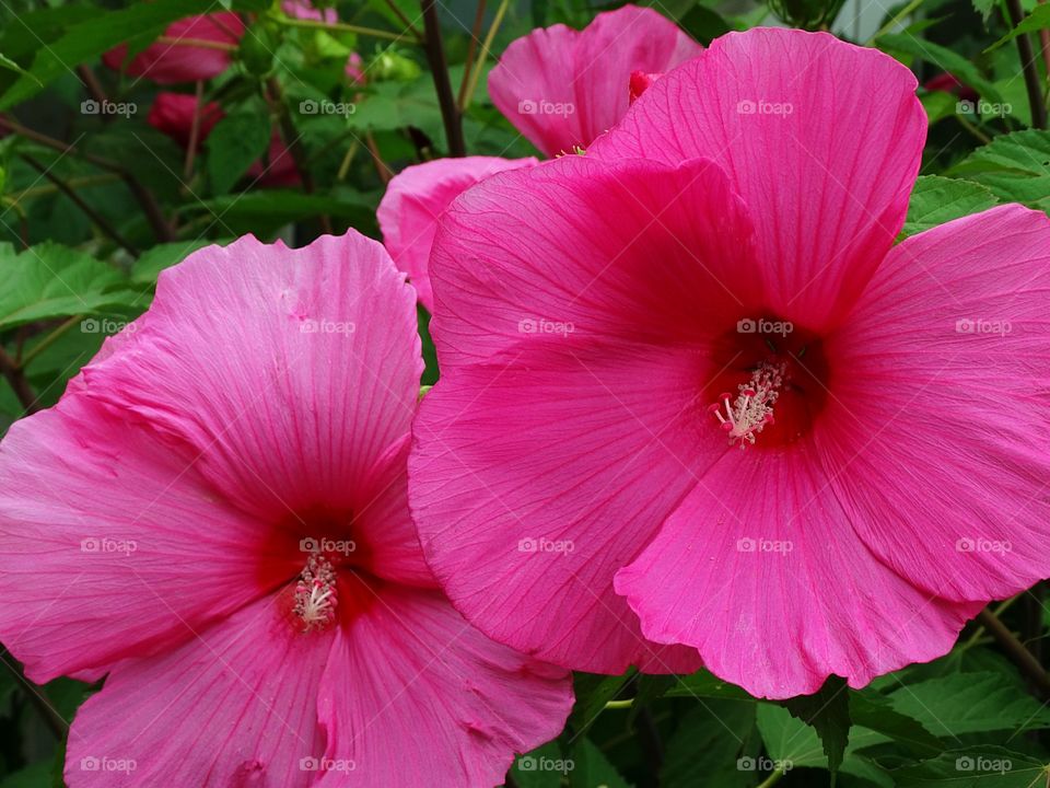 Pink hibiscus