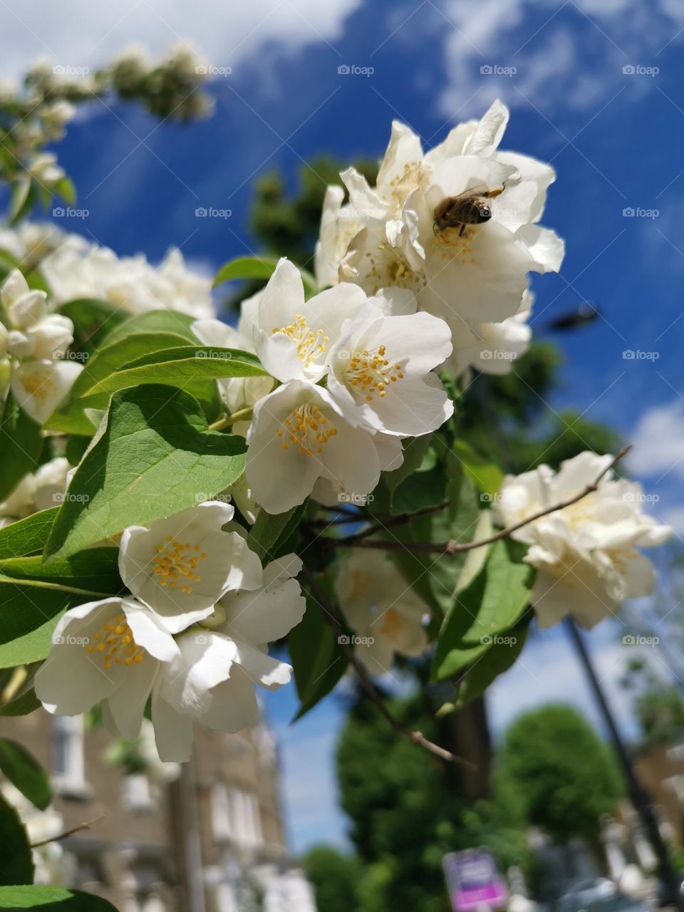 Springtime. Jasmine blossoms. Spring nature.