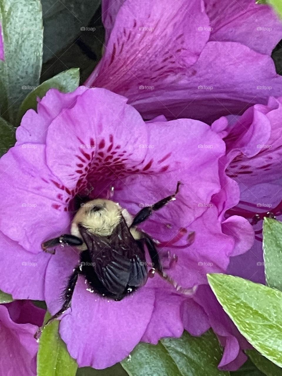 Bee covered in pollen