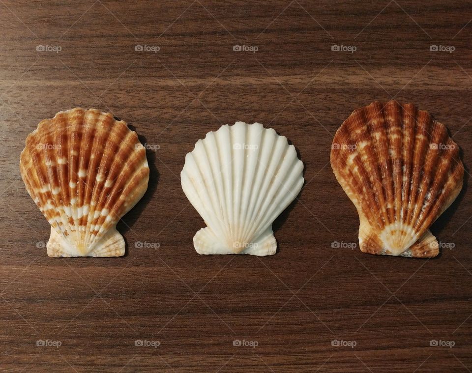 Arrangement of seashells