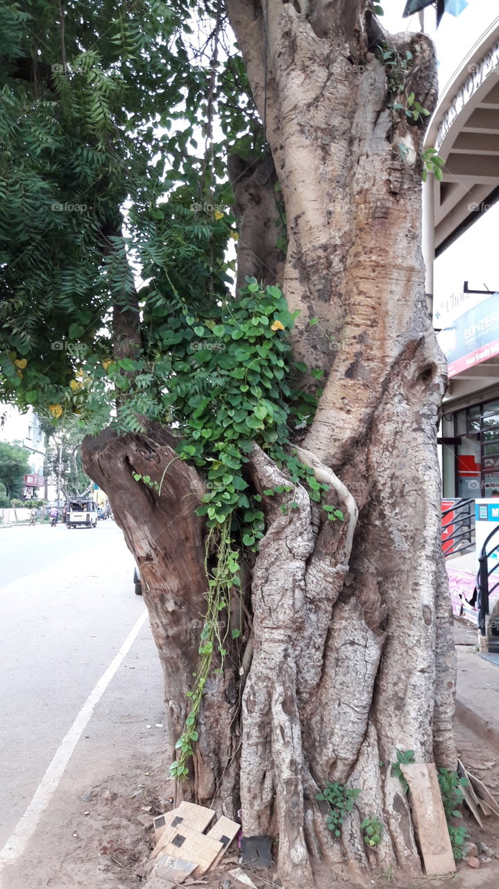 branch twigs beside road