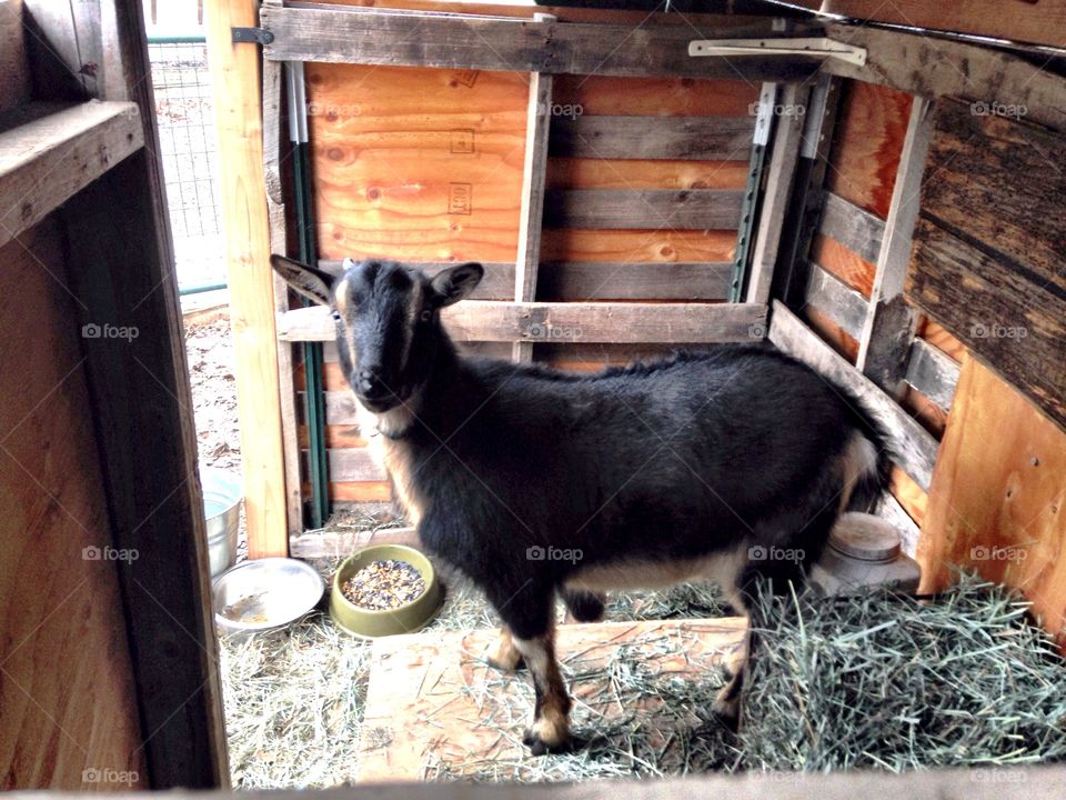 Goat in shed