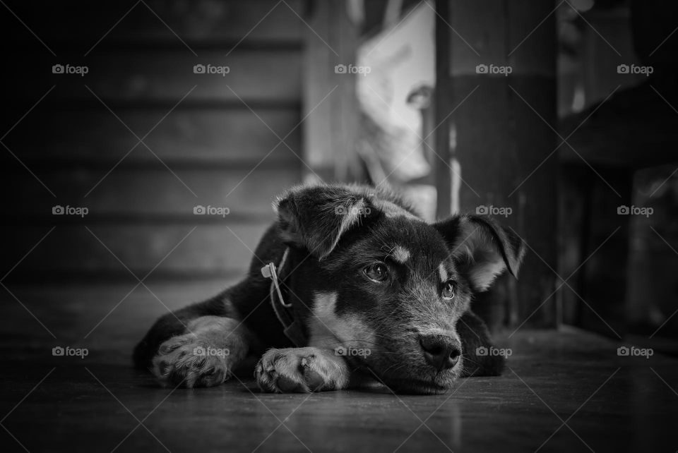 A black and white portrait photography ofa puppy in deep thought