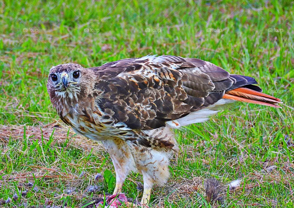 Hawk 3