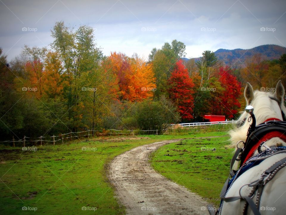 A horse trots along a dirt path alongside the vibrant Fall foliage of beautiful Stowe, Vermont.