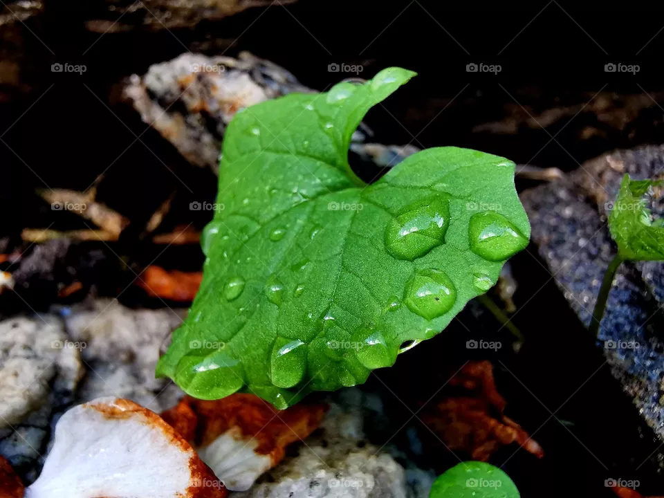 Rainy beautiful