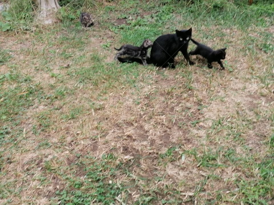 🐈‍⬛🐈‍⬛🐈‍⬛