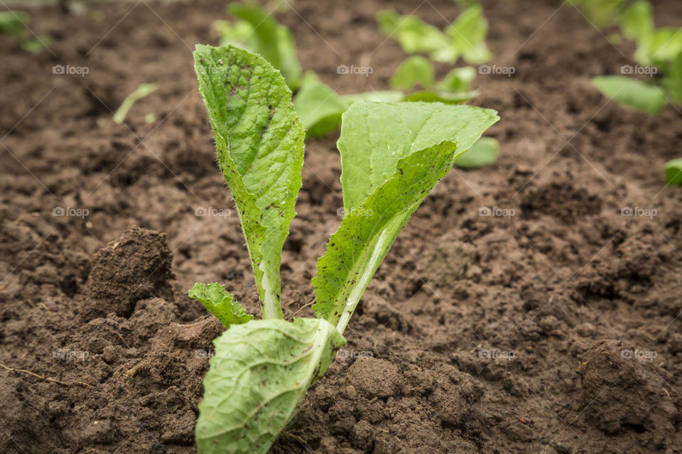 New leaves of vegetable