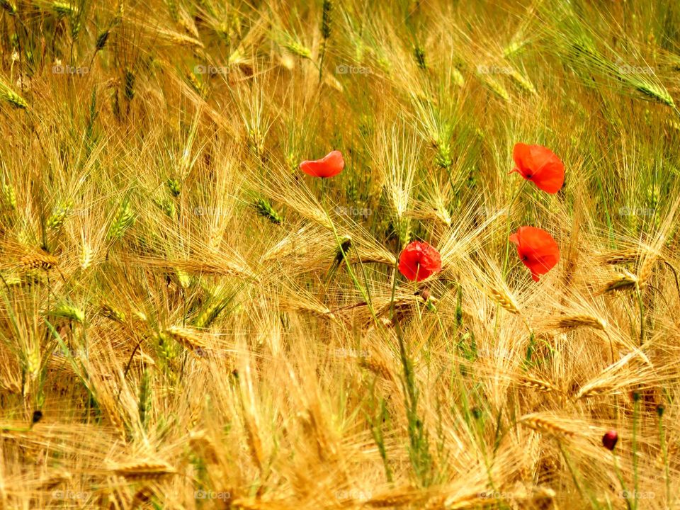 poppies in rye