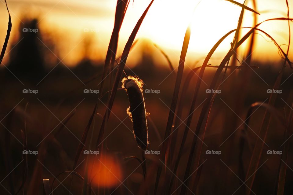 Bull rush in the marsh at sunset 
