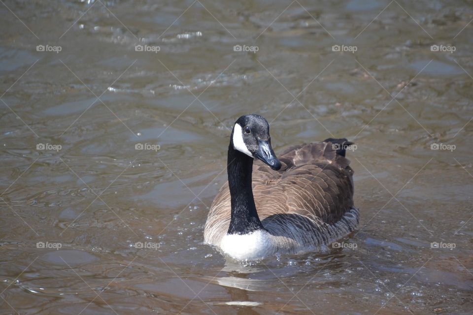 A geese looking for bread