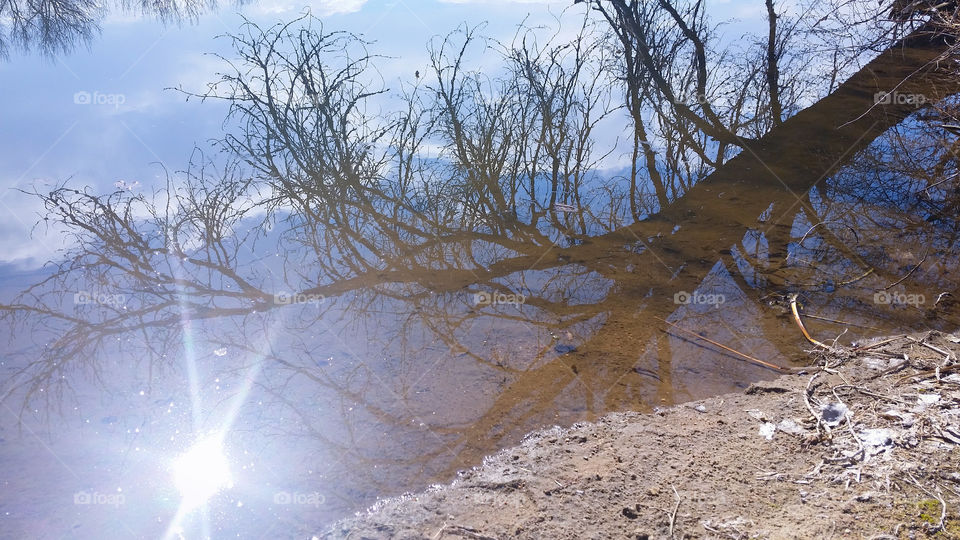 Tree Branch Reflection