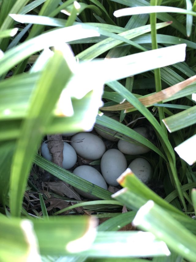 Mallard Duck Eggs