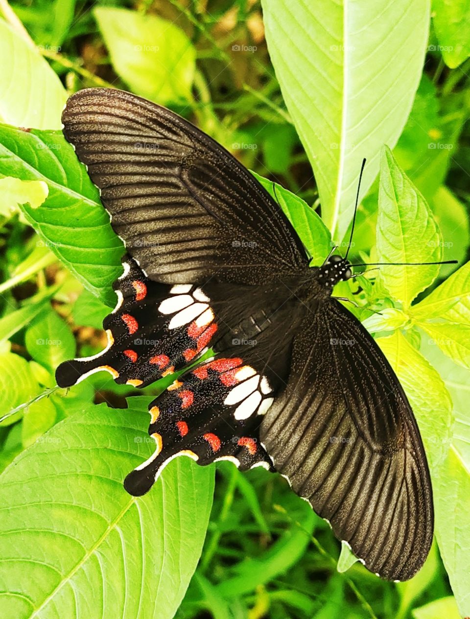 beautiful black butterfly with some red and white dots ...🦋🦋🦋