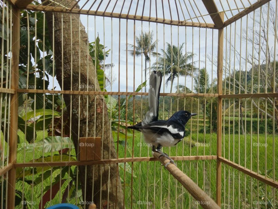 Magpie