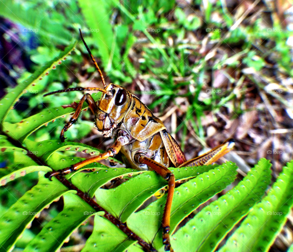 insect eyes bug grasshopper by bcpix