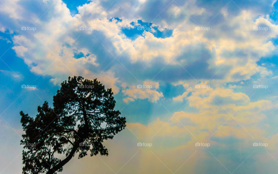 Tree top against blue sky. Background concept. Autumn trees tops on the background of blue sky. Winter trees in sunny winter forest. The trunks and branches of winter trees.