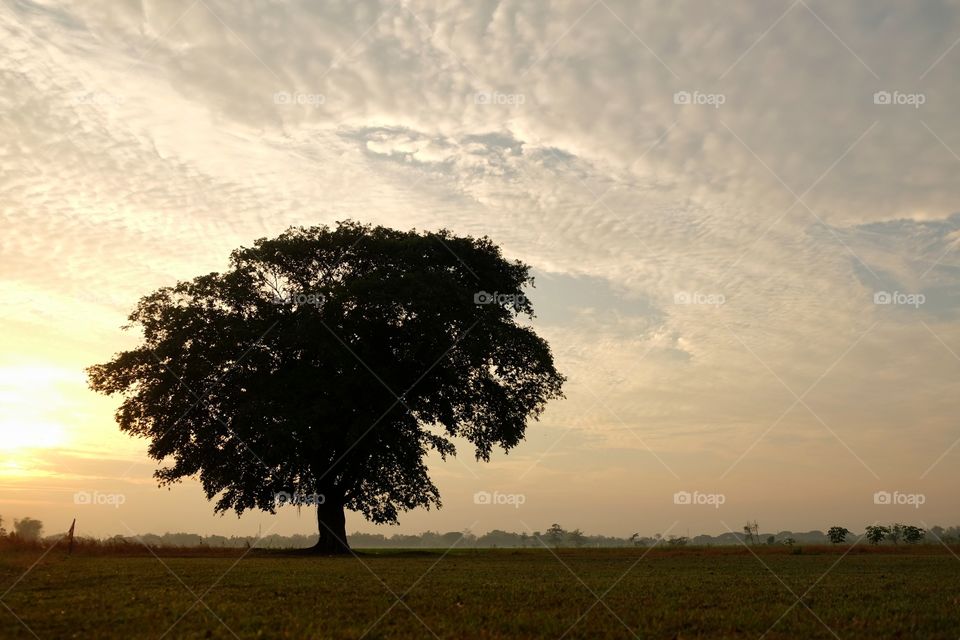 a lonely tree