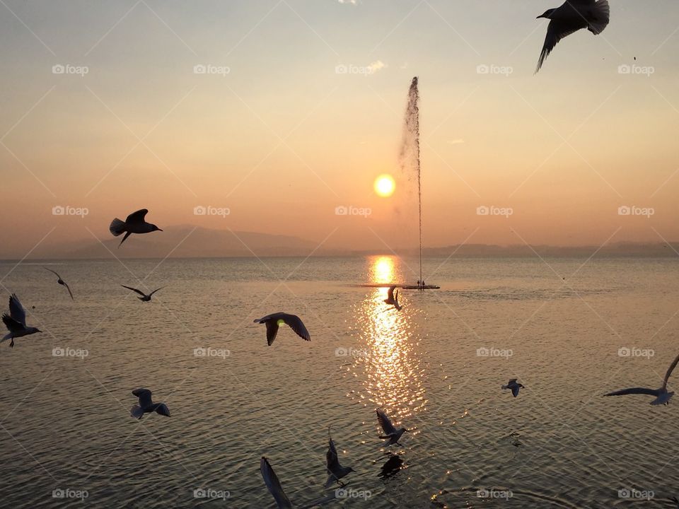 Birds flying in the sky during sunset