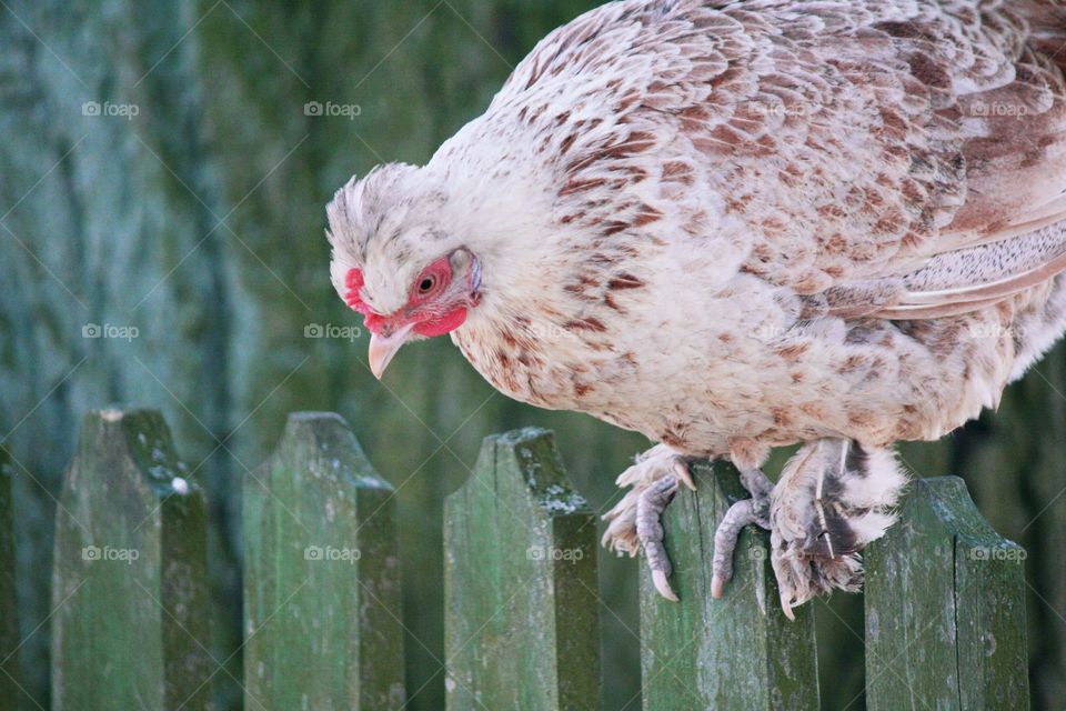 A curious hen looking like a hawk!