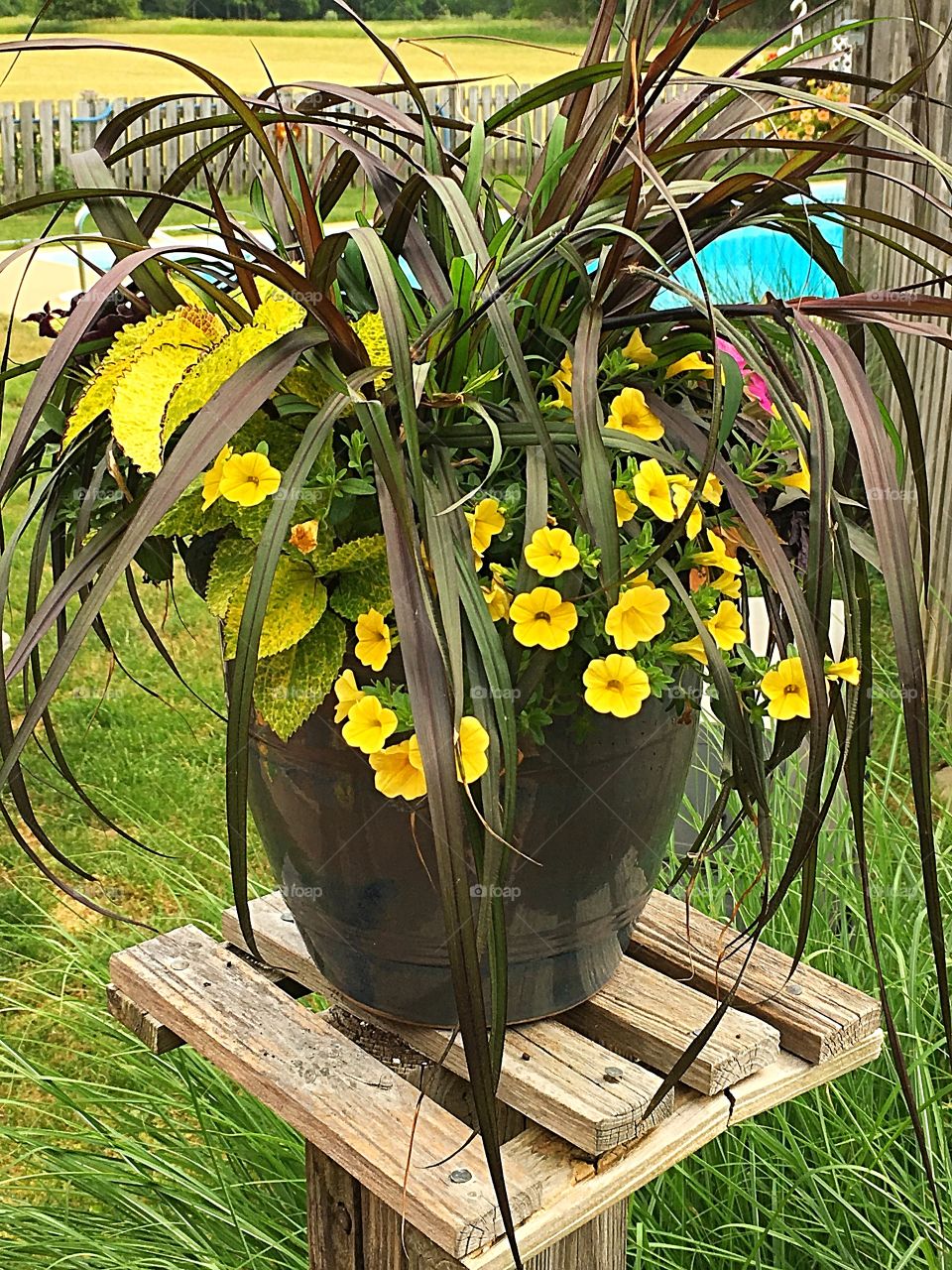 Summer flower pot