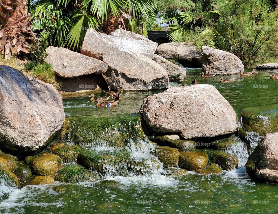 Ducks at a Tropical Waterfall