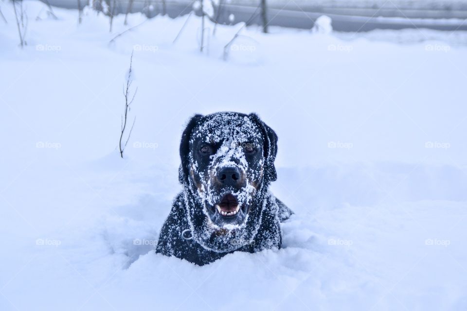 Happy dog