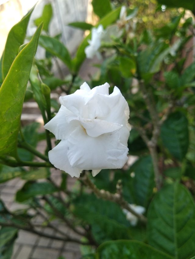 white flower